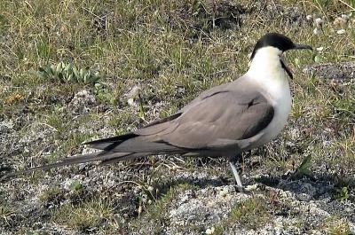 Long-tailed Jaeger