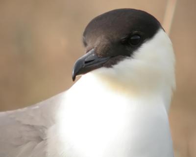 Long-tailed Jaeger