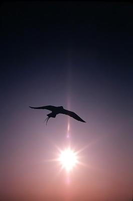 Long-tailed Jaeger