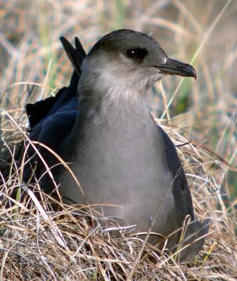 Parasitic Jaeger