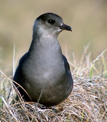 Parasitic Jaeger