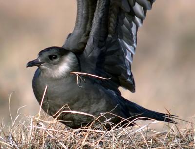 Parasitic Jaeger