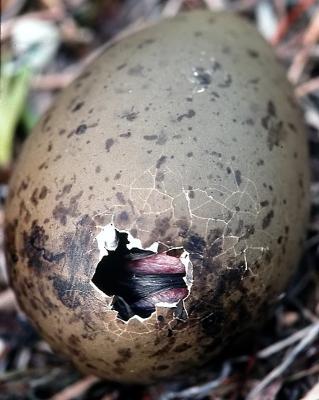 Parasitic Jaeger