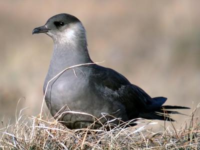 Parasitic Jaeger