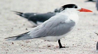 Royal Tern