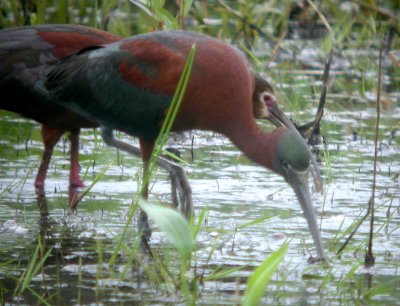 Glossy Ibis