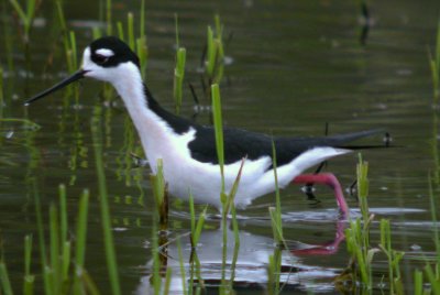 Black-necked Stilt