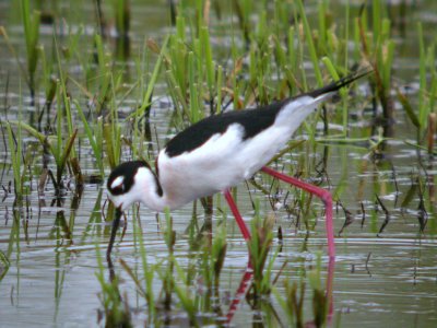 Black-necked Stilt