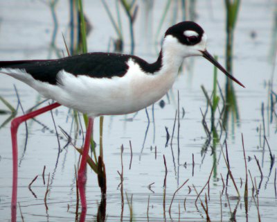 Black-necked Stilt