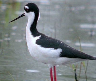 Black-necked Stilt