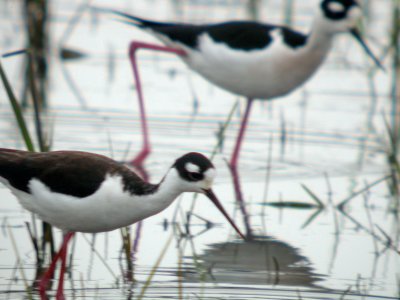 Black-necked Stilt