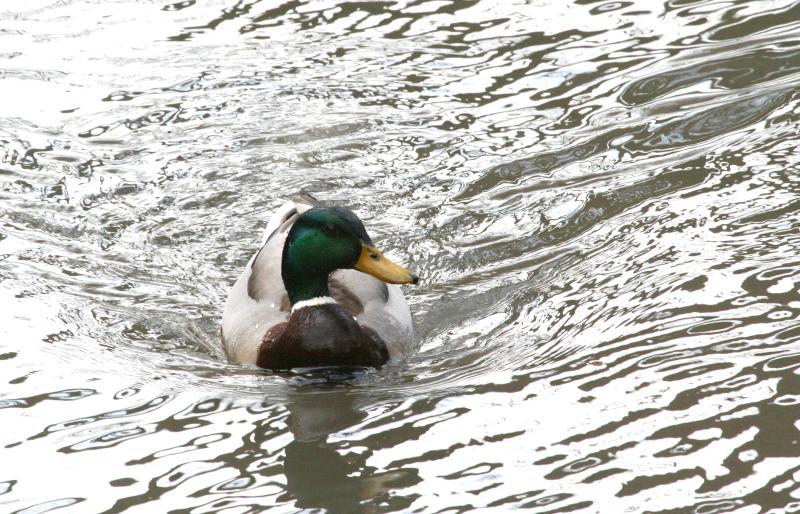 Mallard Duck 6.jpg