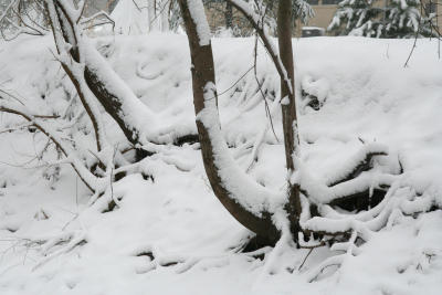 Trail Snow 3.21.06.132.jpg