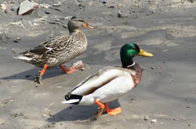 Two ducks.jpg