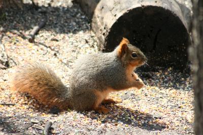 Squirle 2.jpg
