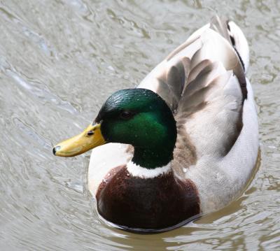 g3/17/625517/3/58407072.MallardDuck1.jpg