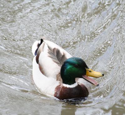 g3/17/625517/3/58407073.MallardDuck3.jpg