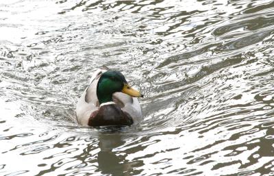 g3/17/625517/3/58407074.MallardDuck6.jpg