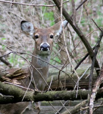I can see you.jpg