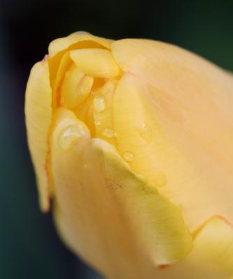 Yellow Tulip.jpg