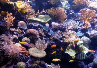 Coral at Shedd Aquarium