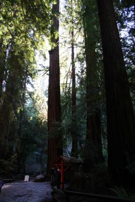 Muir Woods