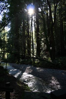 Muir Woods