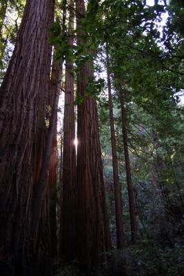 Muir Woods