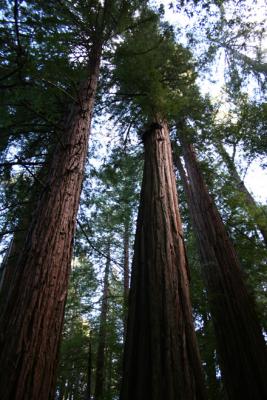 Muir Woods - Towering Redwoods