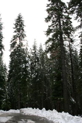 Snow at Yosemite