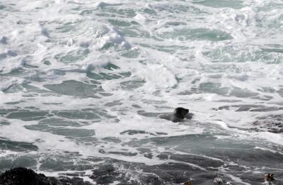Seal