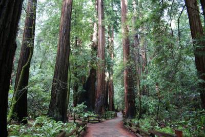 Muir Woods