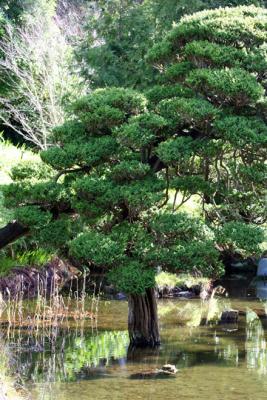 Japanese Tea Garden