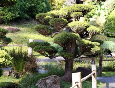 Japanese Tea Garden