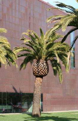 de Young Museum