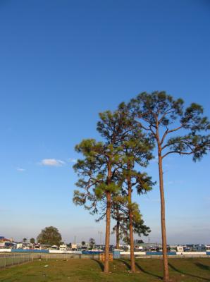 Sebring Pines