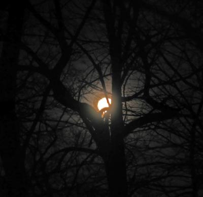 Moon Rising Behind Trees