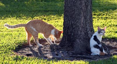 g3/17/628717/3/56526491.cats3.jpg