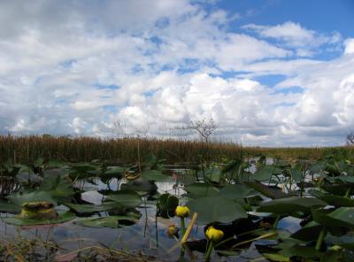 Everglade Lily Pads