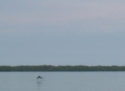 Dolphin in Mid-air