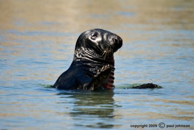 Seal.jpg