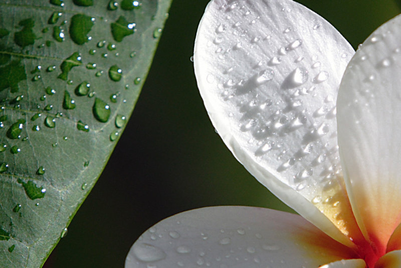 Rain
