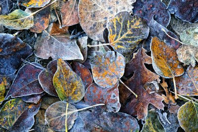 Leaves with Frost