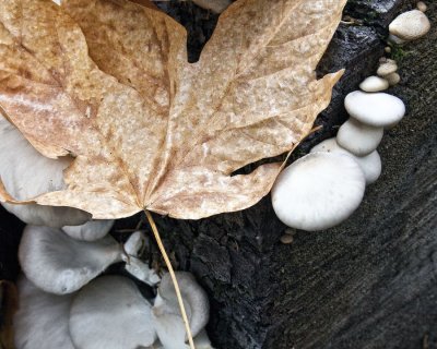 Leaf with Mushrooms