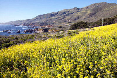 Yellow Flowers - Last Spring