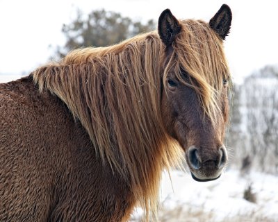 Chincoteague Pony in Winter