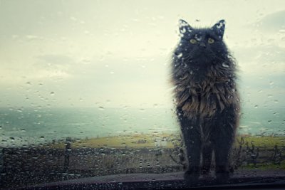  Wet Cat #1