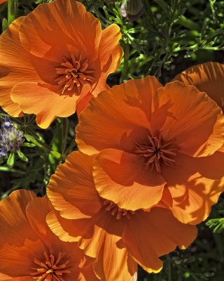 California Poppy