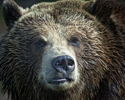 Grizzly Bear