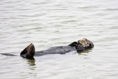 Napping Sea Otter, Moss Landing, CA
